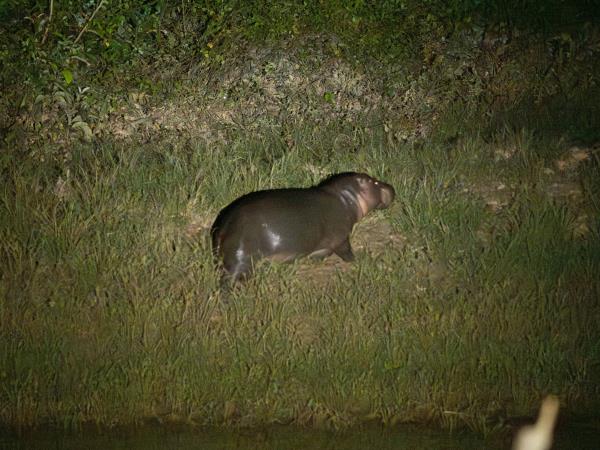 Ivory Coast Pygmy Hippo expedition