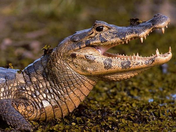 Natural Brazil wildlife holiday, tailor made