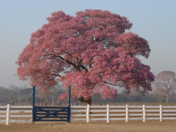 Natural Brazil wildlife holiday, tailor made