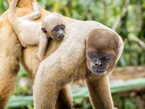Natural Brazil wildlife holiday, tailor made