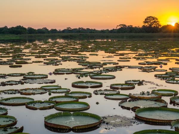 Natural Brazil wildlife holiday, tailor made