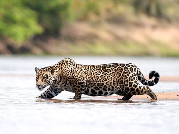 Natural Brazil wildlife holiday, tailor made
