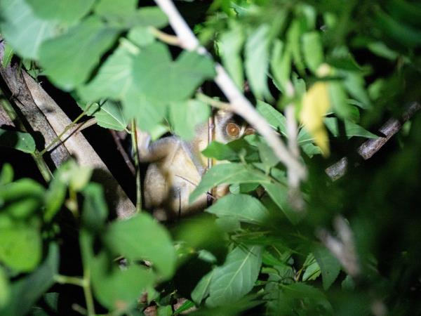 Mammals of Sri Lanka holiday