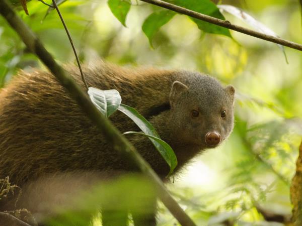 Mammals of Sri Lanka holiday