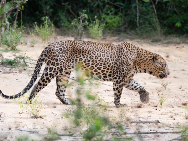 Mammals of Sri Lanka holiday
