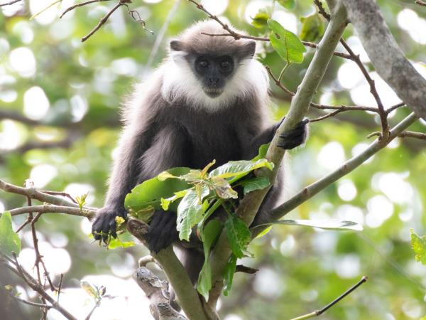 Mammals of Sri Lanka holiday