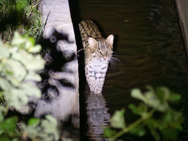 Mammals of Sri Lanka holiday
