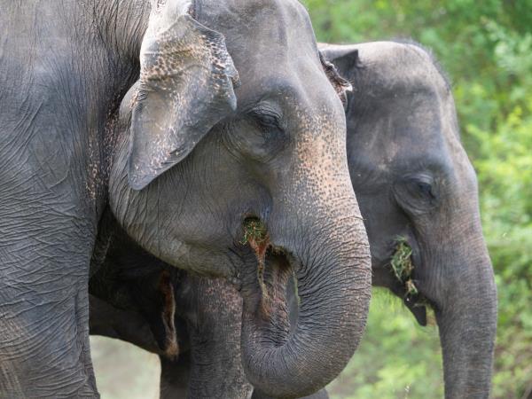 Mammals of Sri Lanka holiday
