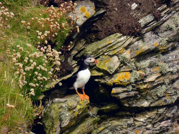 Orkney & Shetland Islands walking holiday