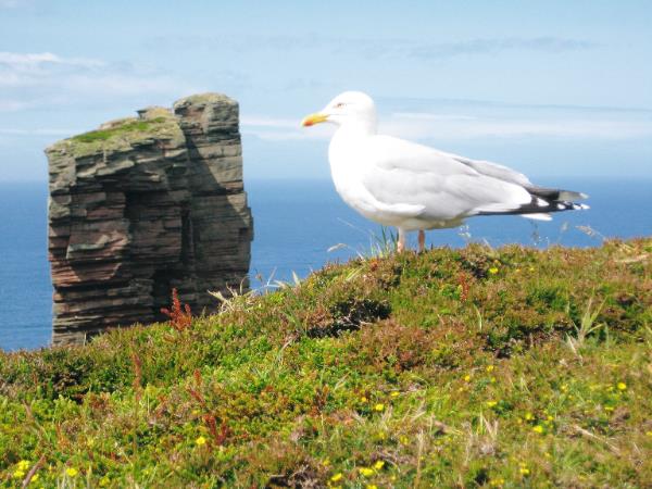 Orkney & Shetland Islands walking holiday