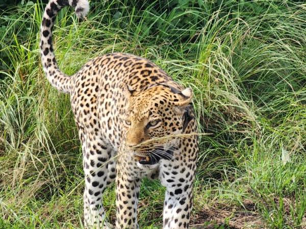 Uganda family safari holiday, all inclusive 