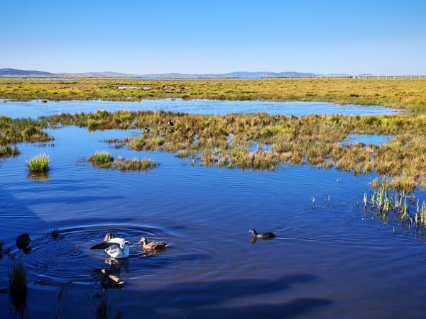 China overland holiday, Tibetan Plateau & pandas