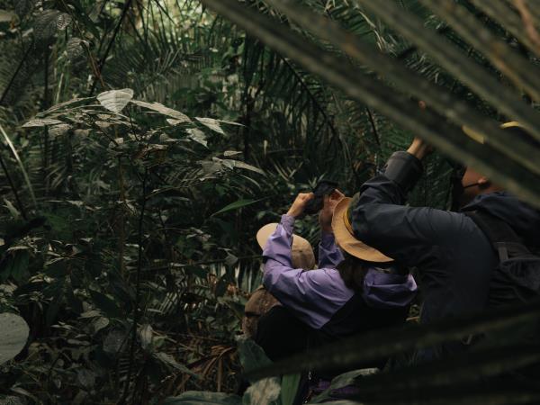 Gorilla and Rwenzori expedition in Uganda