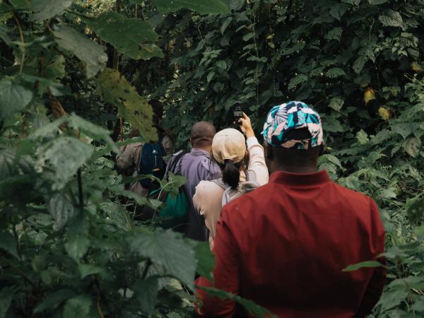 Luxury gorilla tracking by road, Uganda