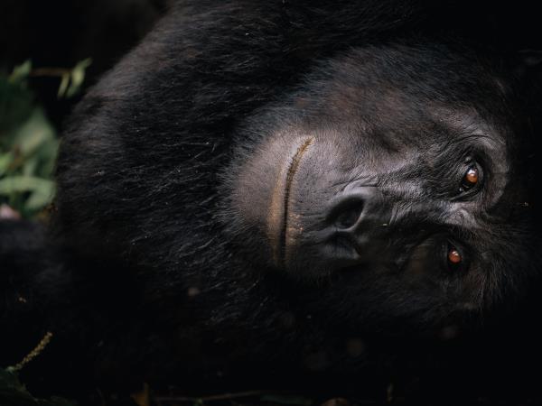 Luxury gorilla tracking by road, Uganda