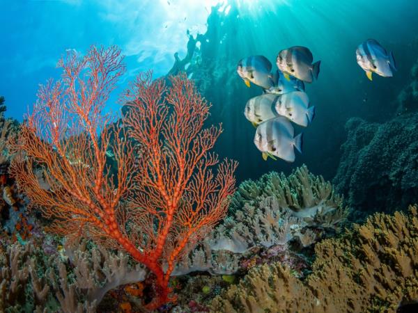 Luxury Japan tour with Raja Ampat cruise 