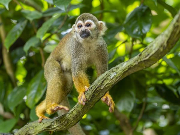 Rio and Amazon adventure holiday, Brazil