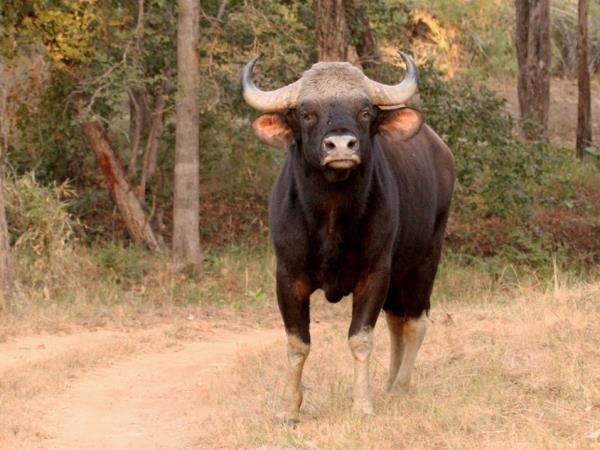 Ultimate Central India tiger safari
