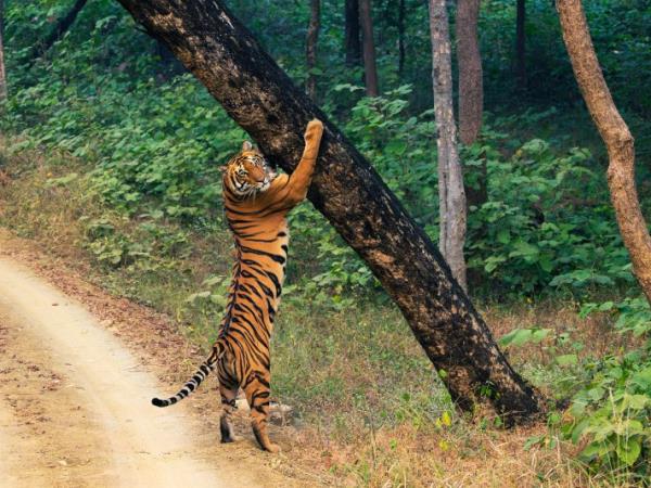 Ultimate Central India tiger safari