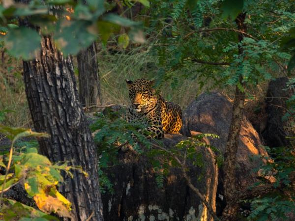 Ultimate Central India tiger safari