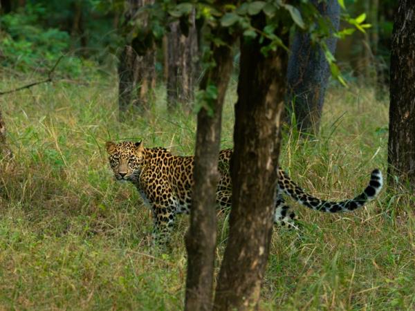 Ultimate Central India tiger safari