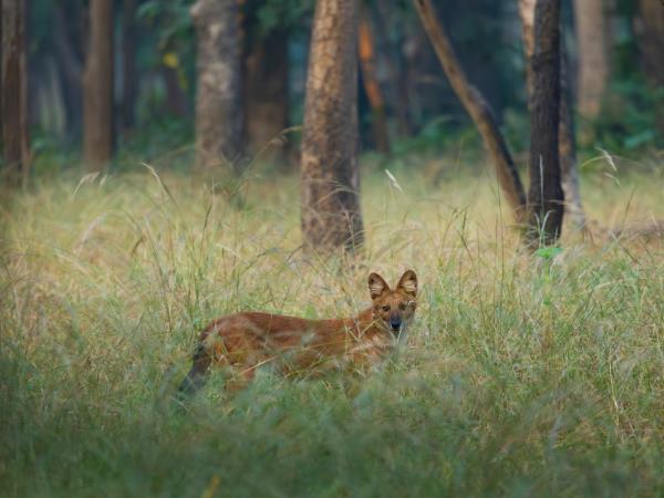 Ultimate Central India tiger safari