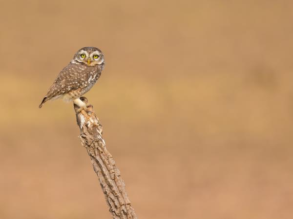 Ultimate Central India tiger safari