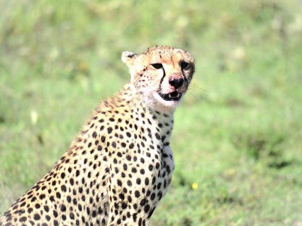 Tanzania green season guided safari holiday