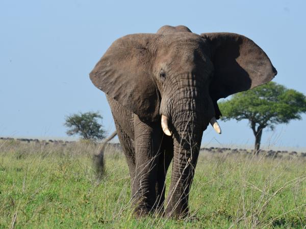 Tanzania green season guided safari holiday
