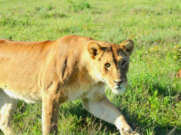 Tanzania green season guided safari holiday