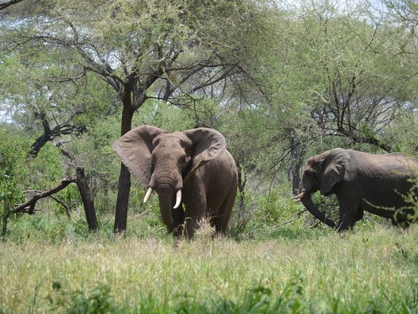Tanzania green season guided safari holiday