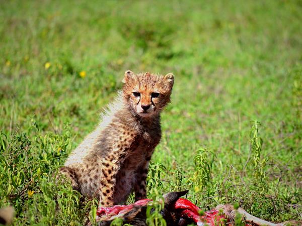 Tanzania green season guided safari holiday