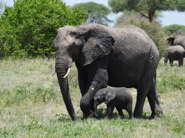 Tanzania green season guided safari holiday
