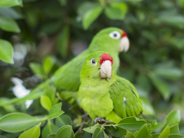 Best of Nicaragua overland holiday, tailor made