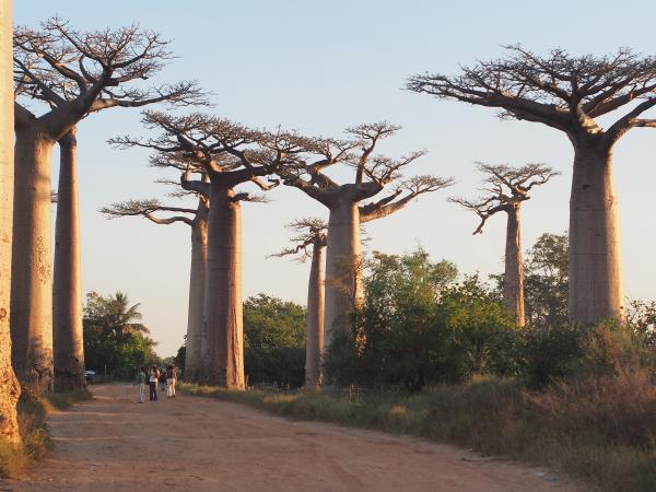 Madagascar wildlife and nature tour