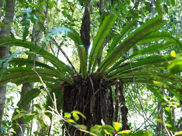 Madagascar wildlife and nature tour