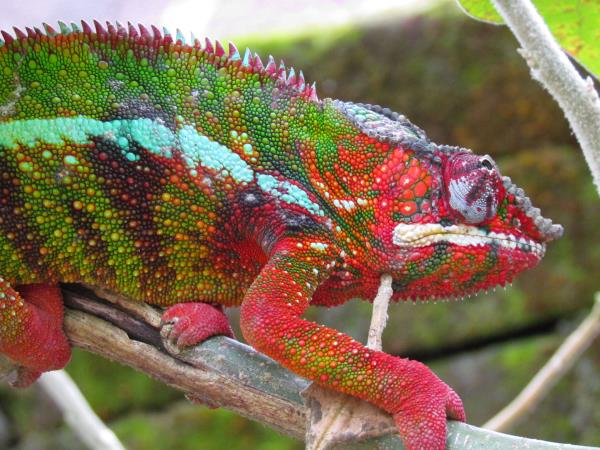 Madagascar private tour, tailor made