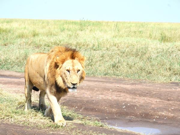 Serengeti small group tour, Tanzania