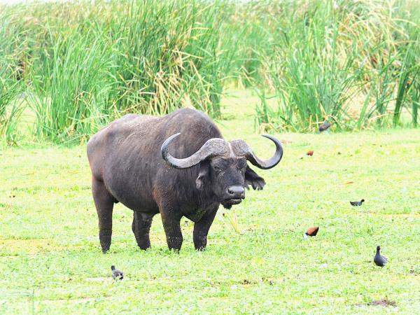 Serengeti small group tour, Tanzania