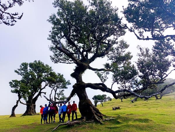 Madeira small group holiday