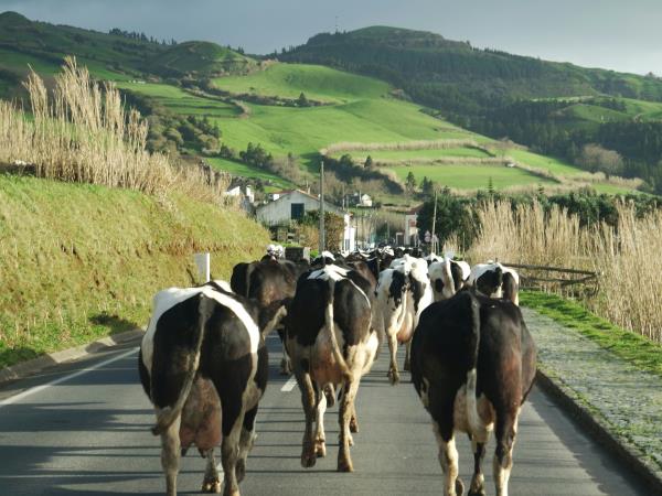 Small Group Tour of S�o Miguel Island, Azores