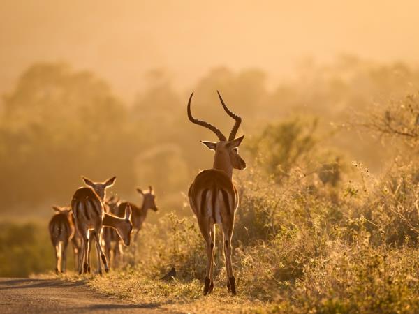 Kwazulu Natal safari and beach holiday, South Africa
