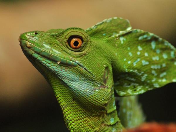 Costa Rica family activity holiday