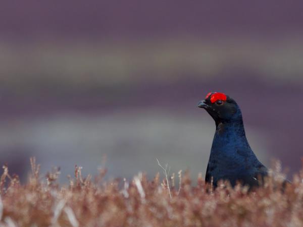 Cairngorms and coast wildlife holiday, Scotland