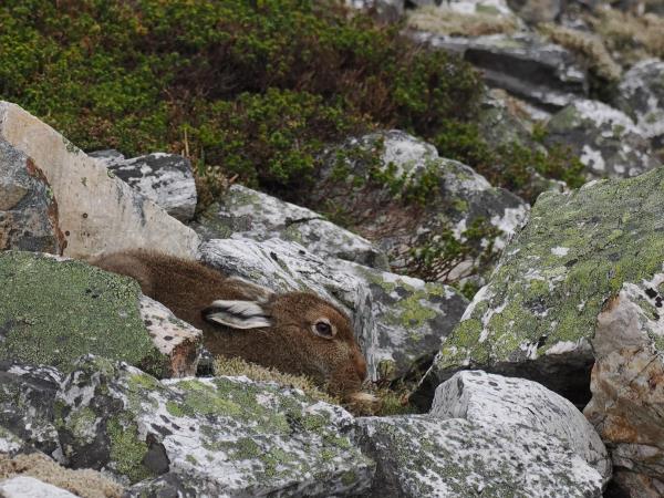 Cairngorms and coast wildlife holiday, Scotland