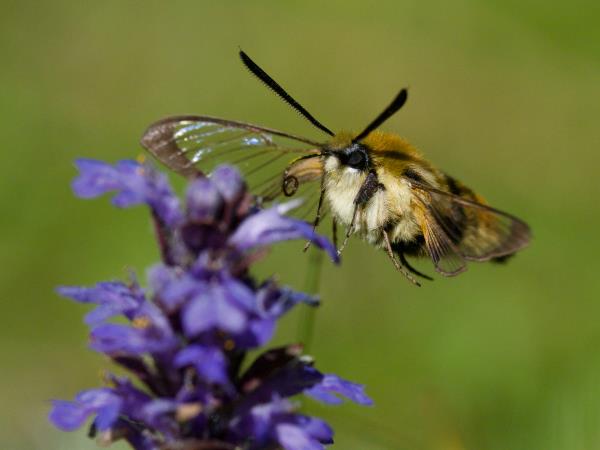 Cairngorms and coast wildlife holiday, Scotland