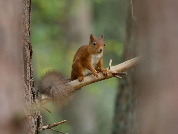 Cairngorms and coast wildlife holiday, Scotland