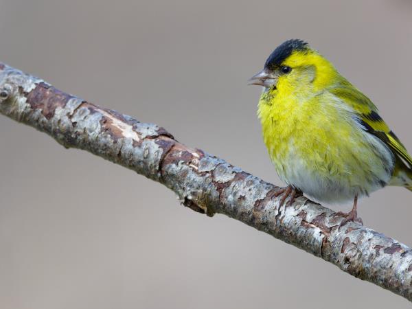 Cairngorms and coast wildlife holiday, Scotland
