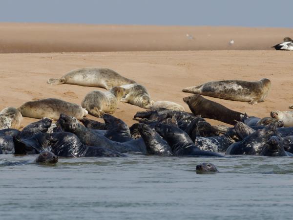 Cairngorms and coast wildlife holiday, Scotland