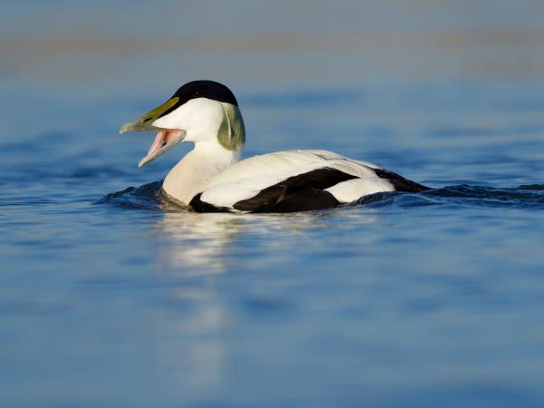 Cairngorms and coast wildlife holiday, Scotland